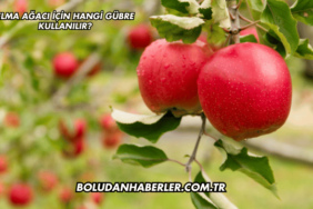 Elma Ağacı İçin Hangi Gübre Kullanılır?