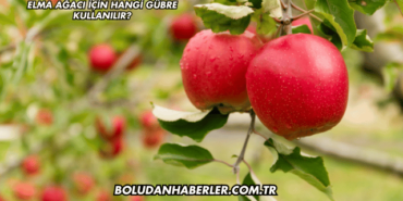 Elma Ağacı İçin Hangi Gübre Kullanılır?