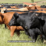 Büyükbaş Besi Çiftliği Maliyeti 2025