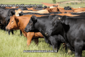 Büyükbaş Besi Çiftliği Maliyeti 2025