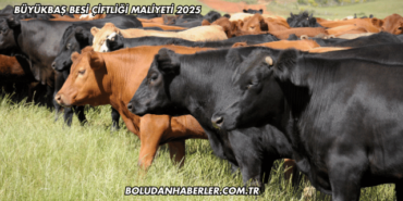 Büyükbaş Besi Çiftliği Maliyeti 2025