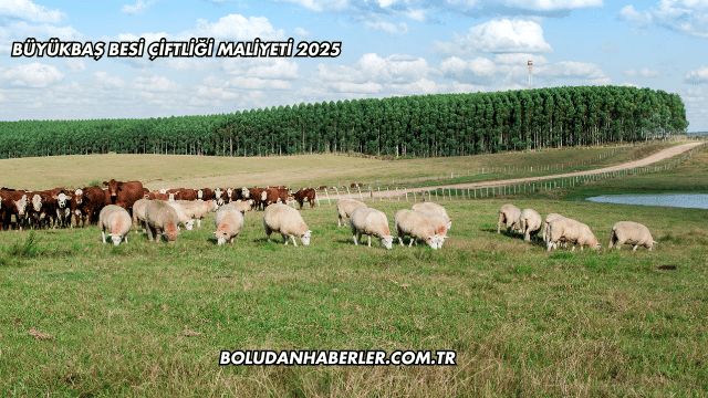 Büyükbaş Besi Çiftliği Maliyeti 2025