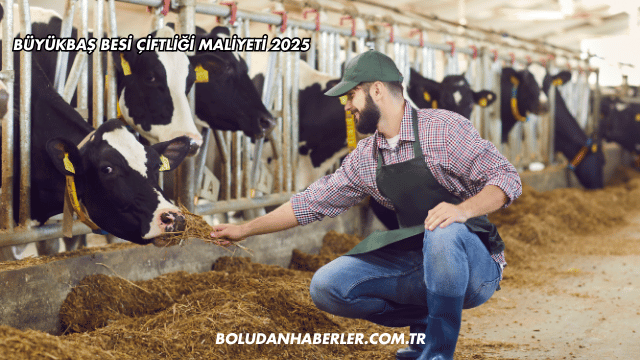 Büyükbaş Besi Çiftliği Maliyeti 2025