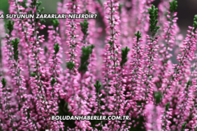 Funda Suyunun Zararları Nelerdir?