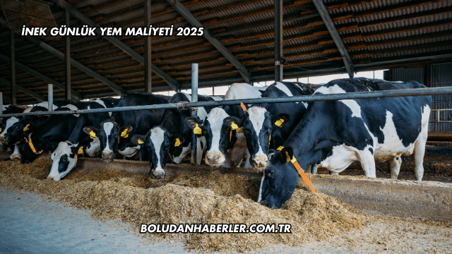 İnek Günlük Yem Maliyeti 2025