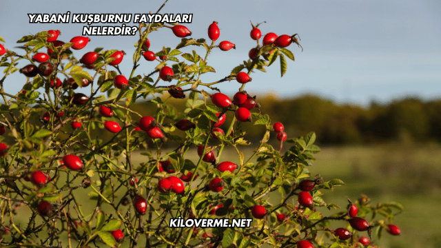 Yabani Kuşburnu Faydaları Nelerdir?