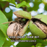 Ceviz Enerji Verir mi?