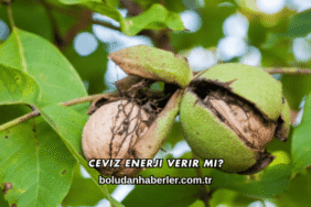 Ceviz Enerji Verir mi?
