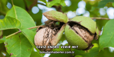 Ceviz Enerji Verir mi?